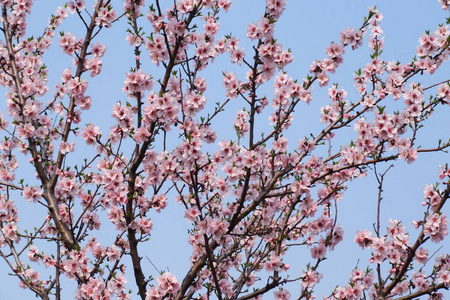 花园 盛开 花瓣 粉红色 杏仁 日本人 自然 天空 四月