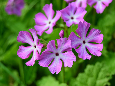 春天 盛开 花园 紫色 植物学 颜色 开花 花瓣 粉红色