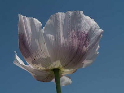 自然 夏天 天空 夏季 花的 花瓣 盛开 苍穹 春天 颜色