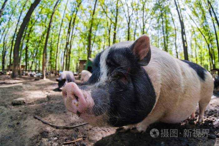 农场里的猪哺乳动物的鼻子农村的肖像