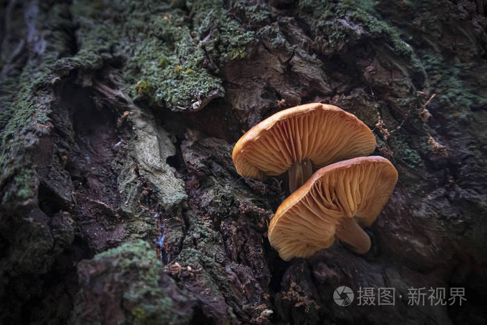 金针菇树上生长的可食用橙色蘑菇