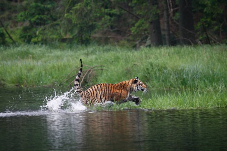 西伯利亚虎在森林中的水中行走。