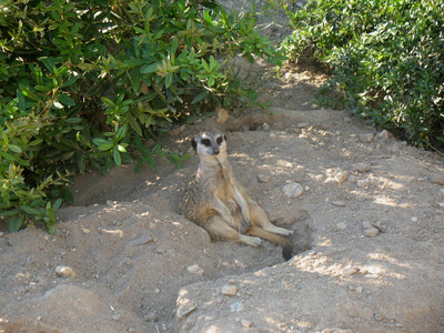 动物群 生态学 苏里塔 可爱的 鼻子 狐獴 沙漠 毛皮 动物园