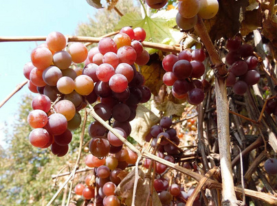 葡萄 食物 集群 分支 自然 葡萄园 农业 葡萄干 浆果