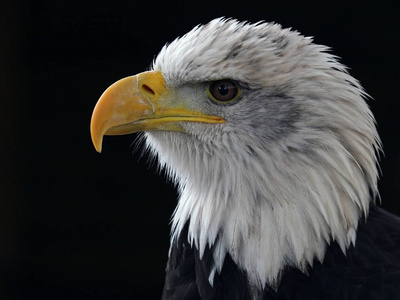 美国 眼睛 美国人 野生动物 猛禽 权力 国家的 捕食者