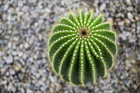 成长 沙漠 卵石 自然 生长 树叶 园艺 花园 环境 分支