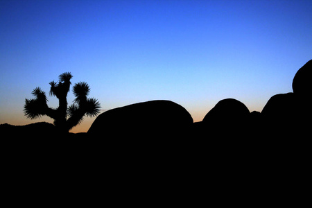 旅行 日出 美丽的 黄昏 夏天 棕榈 暮光 沙漠 天空 自然