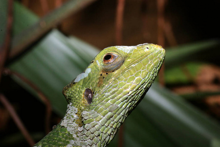 眼睛 植物区系 自然 皮肤 壁虎 肖像 蜥蜴 动物 小屋