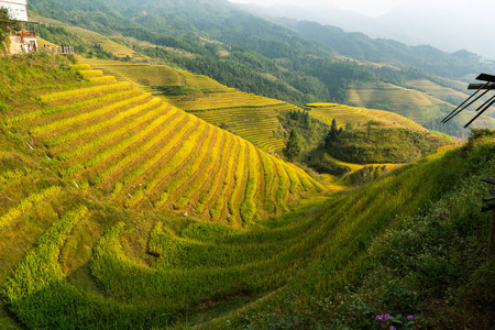 植物区系 食物 环境 大米 土地 天空 季节 美丽的 山谷