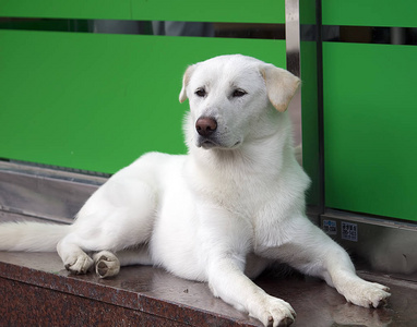 外部 小狗 犬科动物 繁殖 美丽的 可爱极了 纯种 肖像