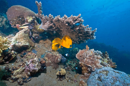 动物 水下 海的 潜水 颜色 水肺 自然 暗礁 殖民地 旅行