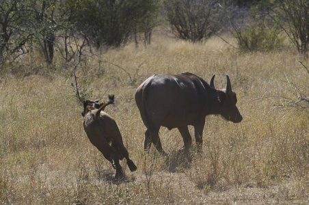 哺乳动物 动物 荒野 公园 羚羊 水牛 国家的 游戏 野生动物