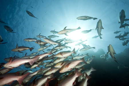 笛鲷 阳光 海洋 盐水 海的 潜水 动物 珊瑚 射线 自然