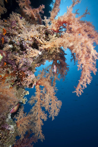 硬珊瑚 动物 水下 珊瑚 海洋 软珊瑚 海的 潜水 自然