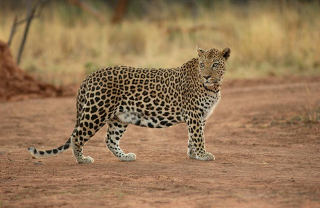 哺乳动物 自然 皮肤 动物 野生动物 豹子 丛林 猎豹 游猎