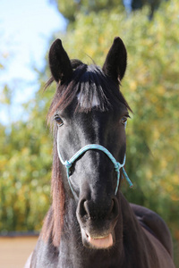 Detail of a saddle horse head closeup portrait in a landscape 