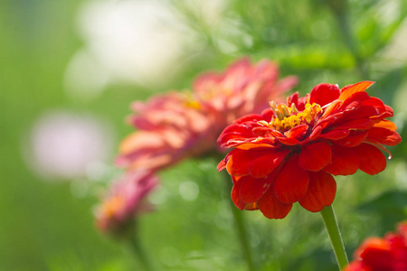 Red dahlia flowers blooms 