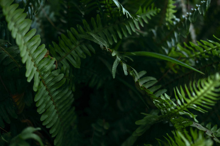 绿叶植物枝近景图片