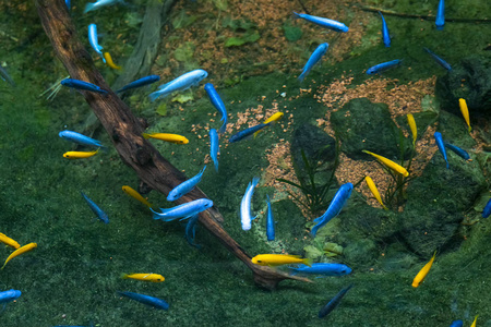 五颜六色的热带鱼在水族馆里游泳