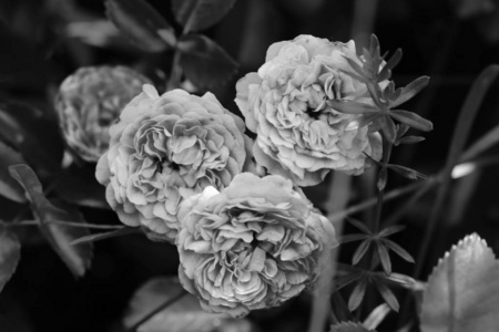 花园里的玫瑰花蕾黑白照片。