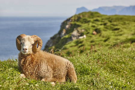 法罗群岛绿山上放牧的绵羊羔羊图片