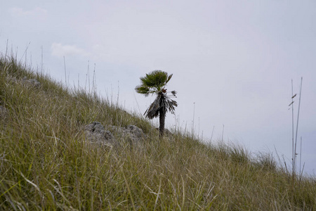 西班牙马略卡岛上一棵孤零零的棕榈树