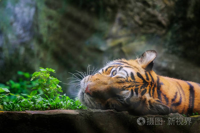 美丽的孟加拉虎绿虎在森林中展现自然