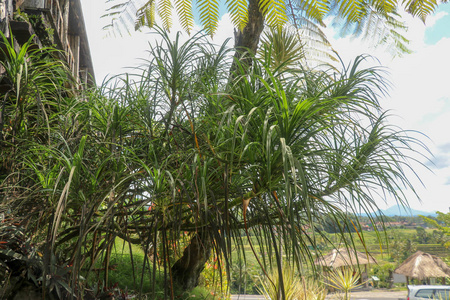 Youg plant Pandanus Tectorius, Pandanus Odoratissimus tree with 