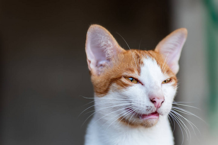 猫科动物 宠物 双色 愤怒的 可爱的 基蒂 哺乳动物 肖像