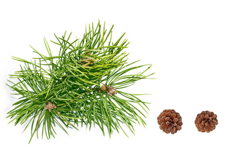 Pine tree branch and cones 