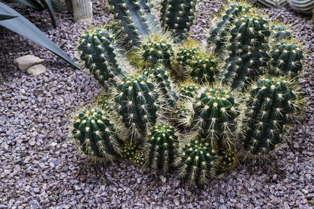 环境 沙漠 花的 分支 自然 生长 仙人掌 园艺 植物学