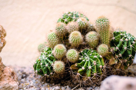 植物园中的装饰性热带仙人掌