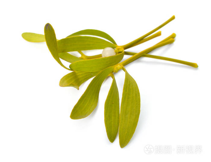 槲寄生,俗称欧洲槲寄生,普通槲寄生或简称槲寄生,槲寄生.孤立的