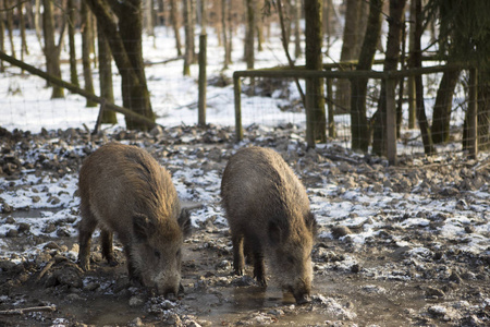 野猪 冬季 肖像 鬃毛 长鼻 自然 打猎 动物 森林 在里面