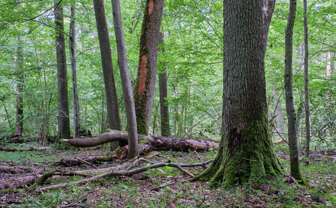 波兰 森林 自然 欧洲 橡树 薄雾 角梁 地标 旅行 荒野