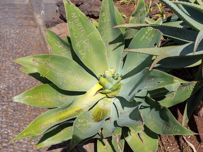 阴影 室内植物 马德拉 治愈 草本植物 成长 照顾 龙舌兰