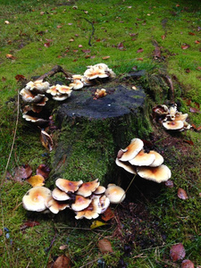 公园 食物 森林 植物 苔藓 木材 秋天 树桩 树干 真菌