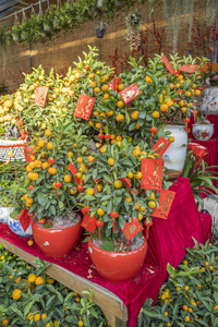 亚洲 花园 瓷器 佛教 春天 繁荣 信封 开花 新的 传统