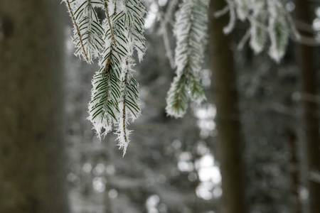 晶体 一月 冬天 圣诞节 植物 天气 季节 森林 云杉 冻结
