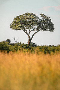 非洲荒野中的一棵树图片