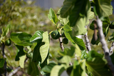 生长 蔬菜 水果 植物 树叶 无花果 西班牙 农场 花园