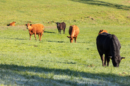 牛奶 乳制品 领域 农场 牧场 风景 动物 草地 放牧 奶牛