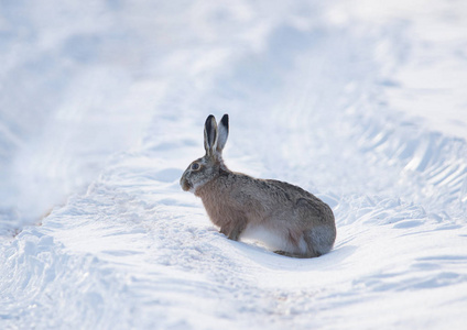 兔子尾巴灰色野兔野兔在其自然栖息地，在寒冷的冬天白天可爱，动物，背景，棕色，兔子，寒冷，棉尾巴，可爱，耳朵，复活节，东方，环境，欧洲照片