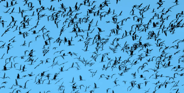 天空 动物 自由 鸽子 野生动物 飞行 和平 航班 渴望
