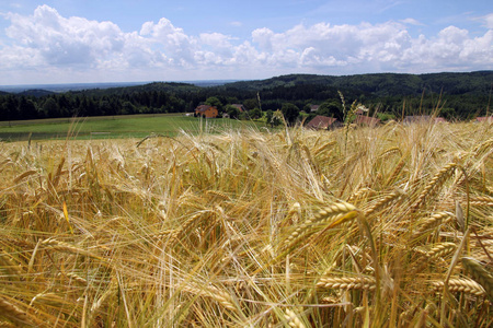农场 玉米芯 粮食 玉米地 大麦 小麦 农业 黑麦 领域