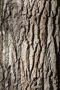自然 树干 环境 树皮 古老的 纹理 橡树 森林 植物 特写镜头