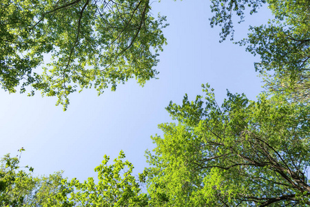 生长 公园 天空 生态学 松木 植物 颜色 风景 森林 夏天