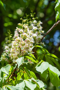 季节 板栗 夏天 美女 颜色 自然 花序 植物 生长 春天