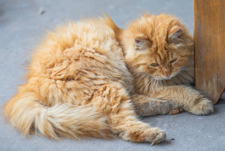 基蒂 猫科动物 哺乳动物 可爱极了 太阳 面对 小猫 晒太阳