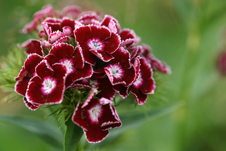 粉红色 植物学 花束 浪漫的 美丽的 花瓣 开花 美女 植物区系